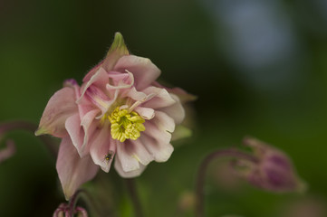 Columbine