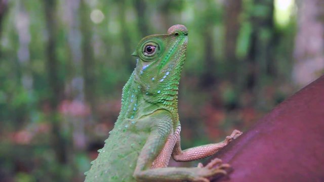 Chameleon of Sri Lanka