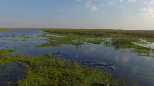 Caiman dive into water in Ibera Wetlands, Corrientes Province, Argentina