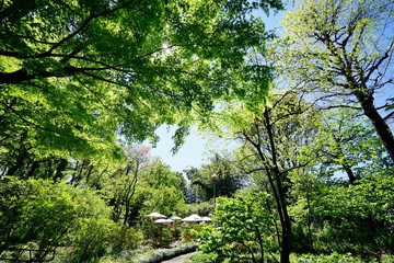 Fototapeta premium 新緑の公園