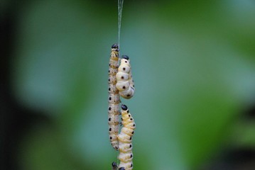 Traubenkirschen-Gespinstmotte