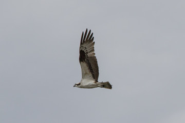 Osprey on Aproach