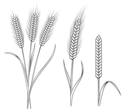Wheat stalks illustrations set