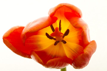 Orange and red tulip flowers closeup