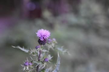 Lila Blume