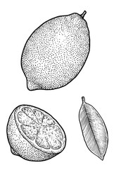 Lemon illustration, drawing, engraving, ink, line art, vector