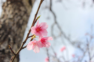sakura Thailand