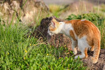 The Cat Relax On Grass,Thailand.