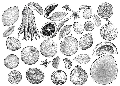 Citrus collection illustration, drawing, engraving, ink, line art, vector

