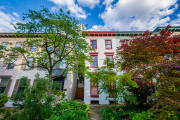 Trees and row houses in Bolton Hill, Baltimore, Maryland.