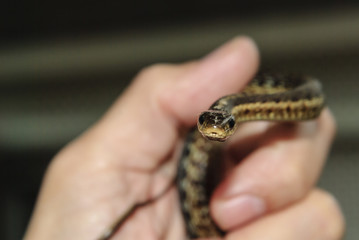 Garter snake eye contact