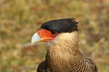 Close up of a southern crested caracara