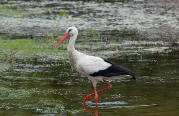 White stork hunting fish in the pond