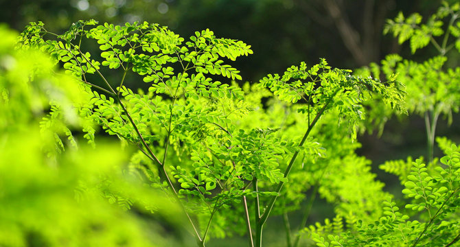 Moringa in the sun, malunggay