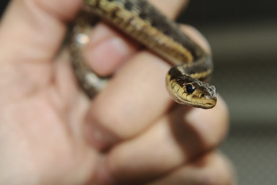 Garter snake catch light
