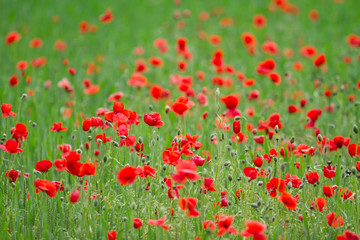 Many poppies in a field a cloudy sommer day