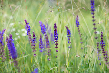 Purple lavender flowers in the field among the grass.