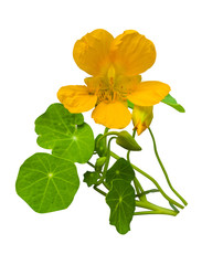 nasturtium. Bouquet of nasturtium on white background. Nasturtium flowers isolated