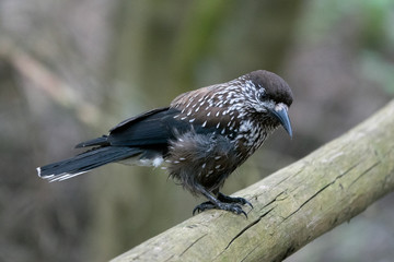 Spotted nutcracker