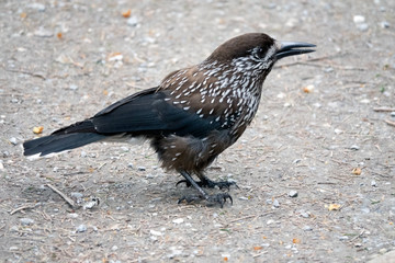 Spotted nutcracker