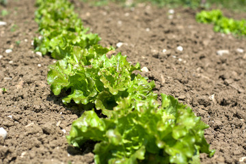 Lattuga in orti biologici