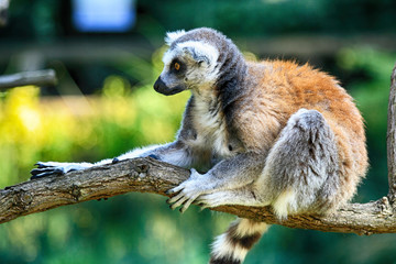 lemur monkey