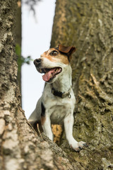 kleiner Hund sitzt auf einem Baum - Jack Russell Terrier 10 Jahre alt
