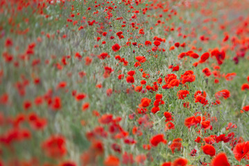 Many poppies in a field a cloudy sommer day