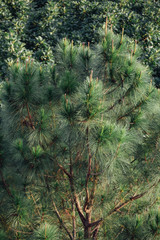 Trees with sunlight at evening  from Penang Hill at George Town. Penang, Malaysia.