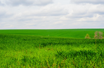 Fototapeta premium Field of young wheat on spring