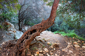 The Path in to the Forest