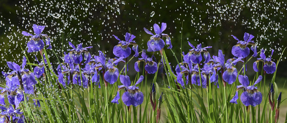 fleurs d& 39 iris sous la pluie