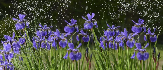 Papier Peint photo Lavable Iris fleurs d& 39 iris sous la pluie