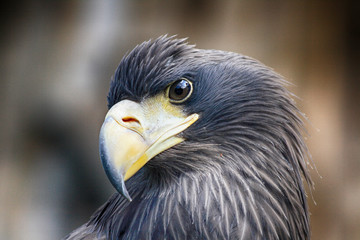 head of eagle