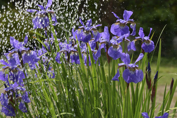 iris flowers in rain