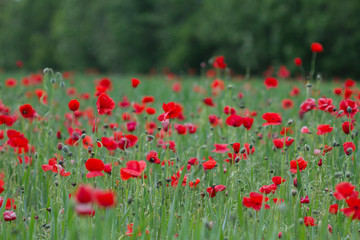 Many poppies in a field a cloudy sommer day