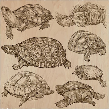 Turtles - An hand drawn vector collection. Tortoise. Set of hand drawings. Line art.