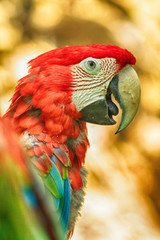 red parrot