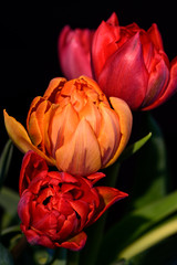 Obrazy na Szkle  Dzieła sztuki martwa natura trzy czerwone pomarańczowe tulipany bukiet makro, czarne tło w żywych, jasnych, świecących kolorach na czarnym tle