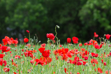 Fototapeta premium Many poppies in a field a cloudy sommer day