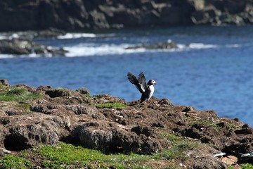 Puffin on the sea shore