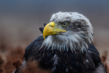 American Bald Eagle