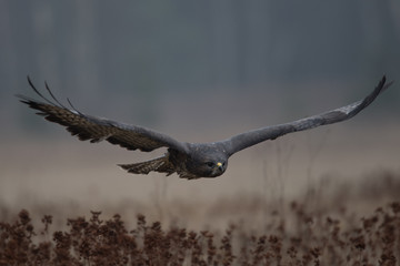 Birds of prey - flying Common Buzzard (Buteo buteo). Autumn ton the meadow. Hunting time, searching something to eat.