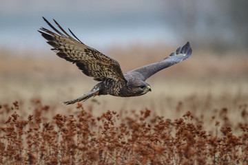 Birds of prey - flying Common Buzzard (Buteo buteo). Autumn ton the meadow. Hunting time, searching something to eat.