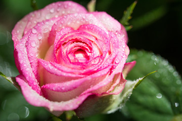 Closeup of white and pink rose flower covered with dew drops