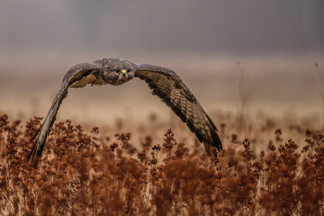 Birds of prey - flying Common Buzzard (Buteo buteo). Autumn ton the meadow. Hunting time, searching something to eat.