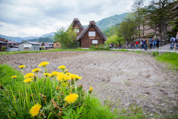 Yellow flowers at Historical Japanese Village with tourist background - Shirakawago in spring, travel landmark of Japan. Use for copy space background vacation