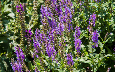 Obraz premium Purple flowers