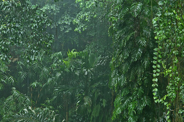 Rainfall in the jungle