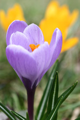 Close up of violet crocus flowers in a field